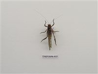 藏品(直翅目(4))的圖片